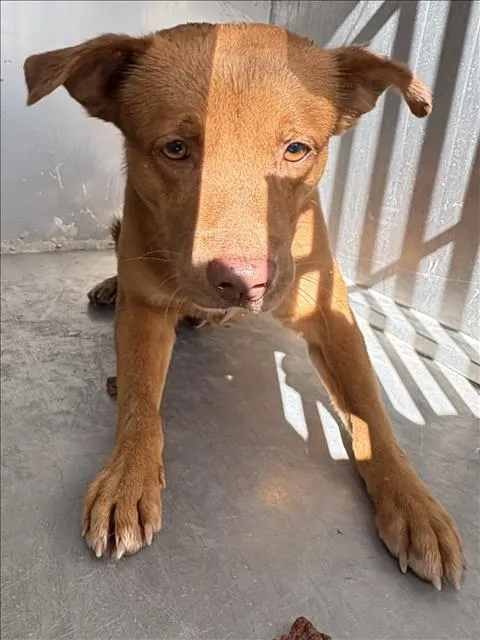 Adoptable Dog