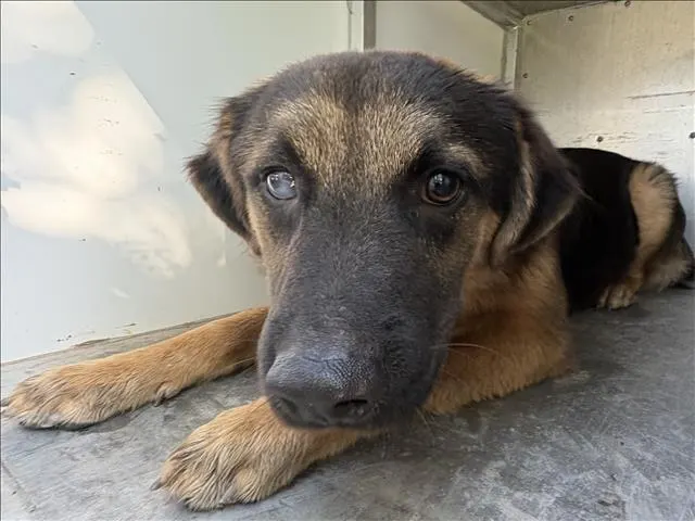 Adoptable Dog