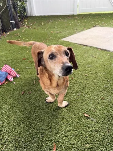 Shelter Staff Named Me *Walter