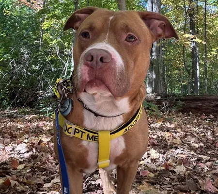 Saul-In Foster