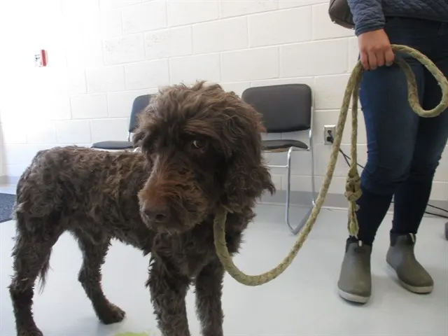 Adoptable Dog