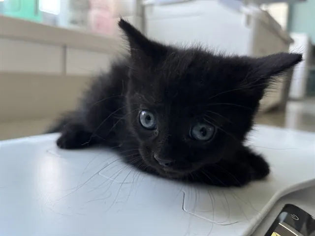 Echo