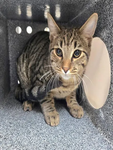 Adoptable Cat