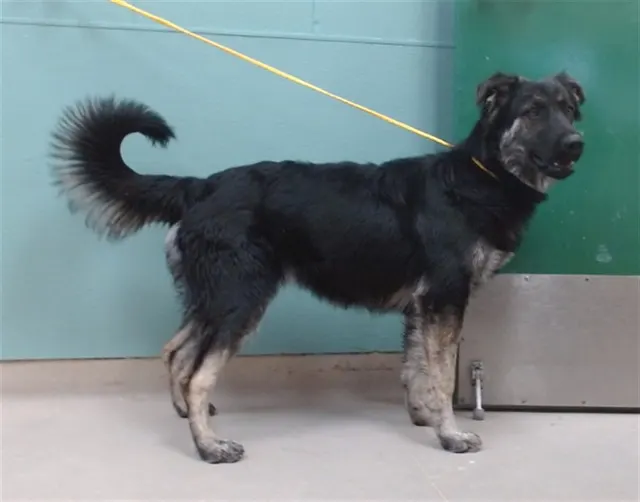 Adoptable Dog