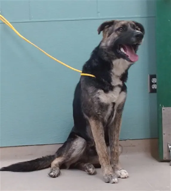 Adoptable Dog