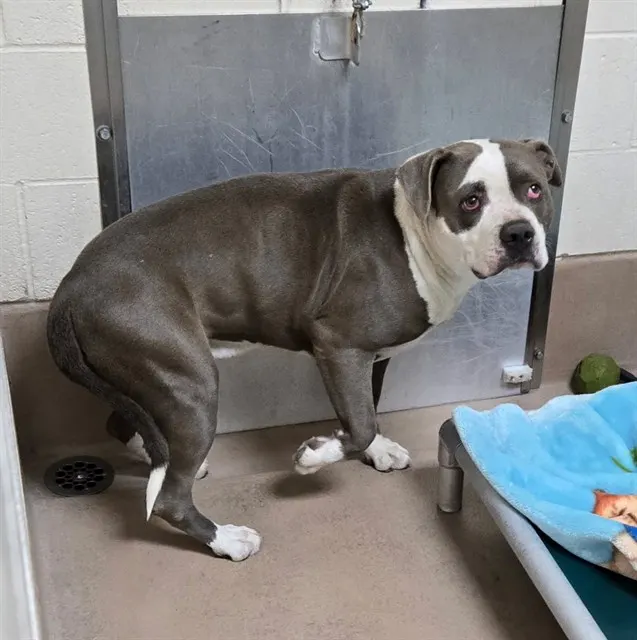 Adoptable Dog