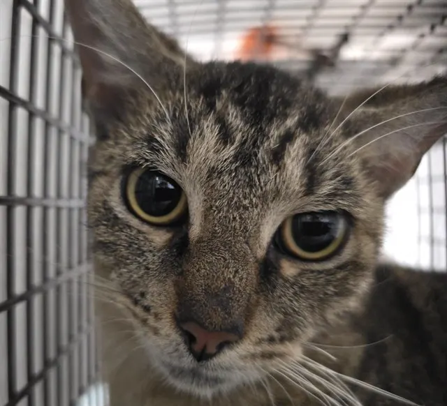Adoptable Cat