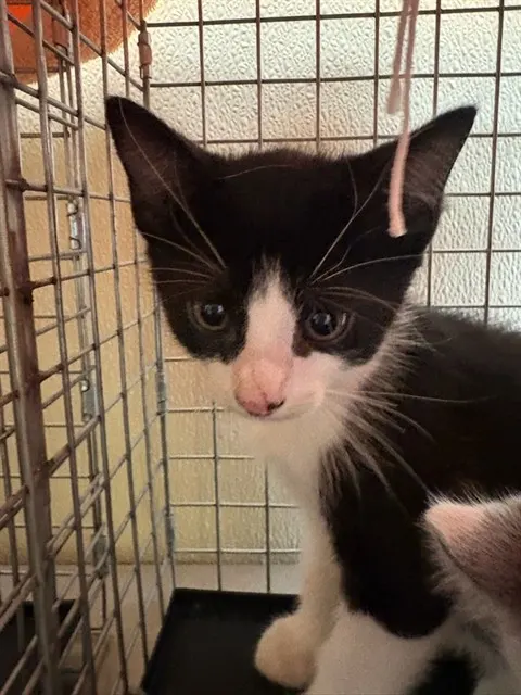 Simon