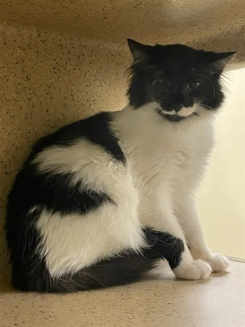 Adoptable Cat