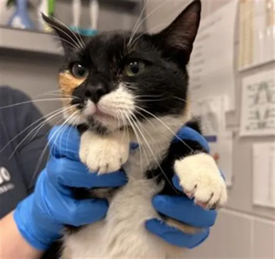Diet Dr. Purrpurr