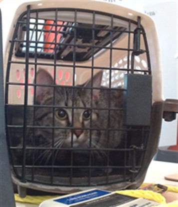 Adoptable Cat