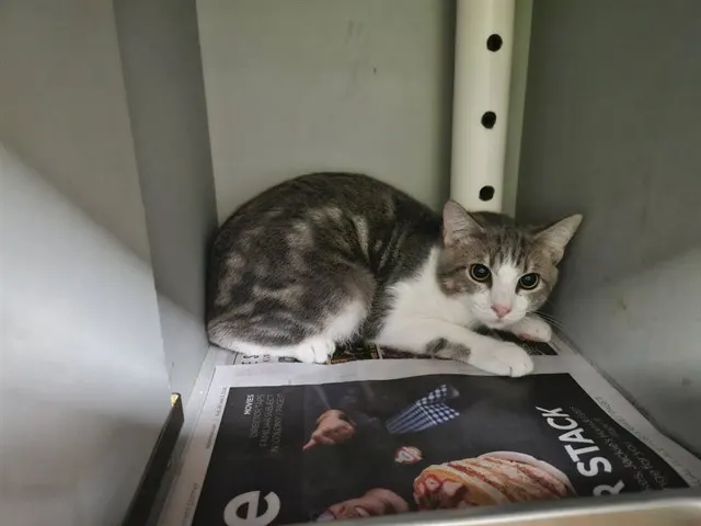 Leonidas