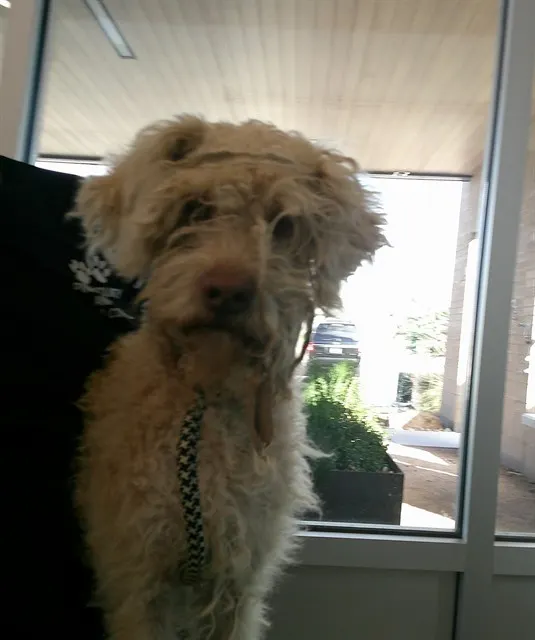 Shaggy