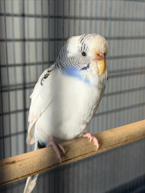 Adoptable Bird