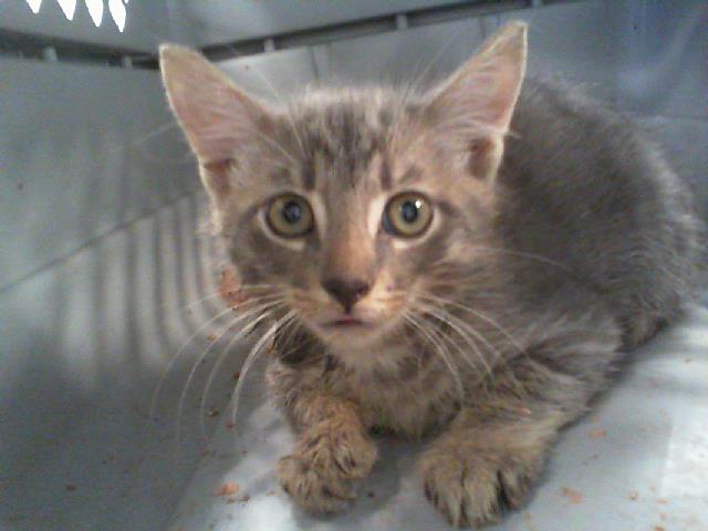 Adoptable Cat
