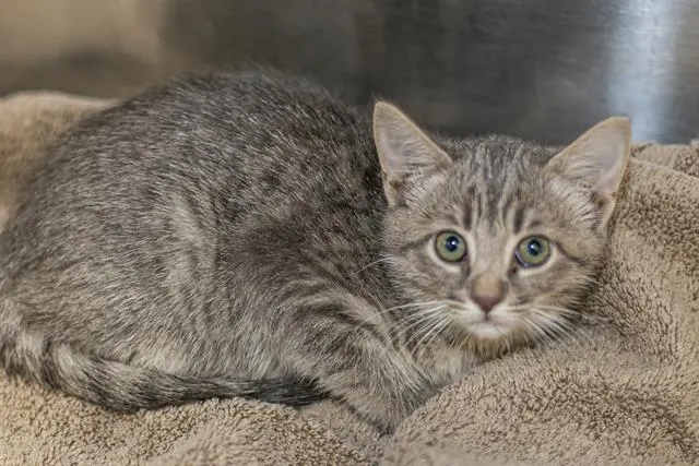 Adoptable Cat