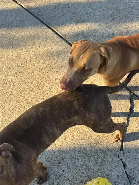 Adoptable Dog