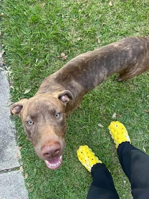 Adoptable Dog