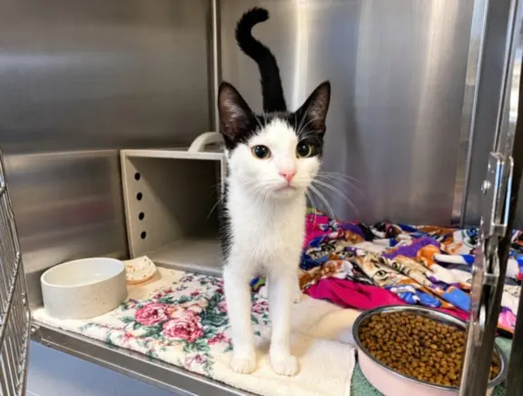 Adoptable Cat