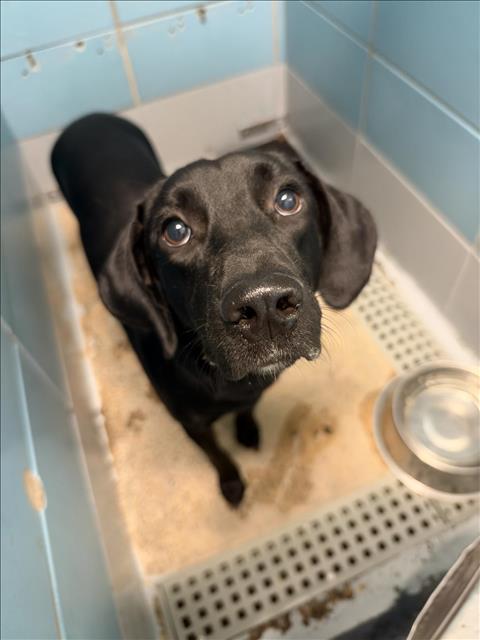 Adoptable Dog