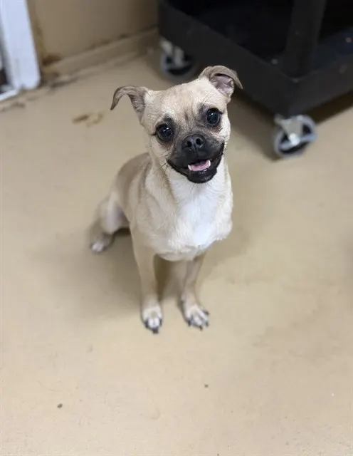 Dulce