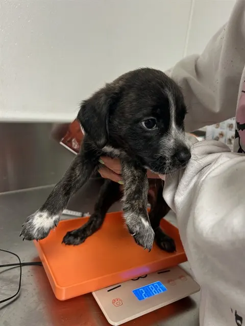 Adoptable Dog