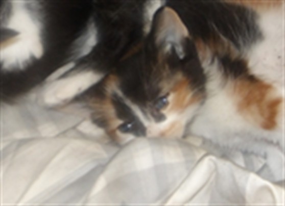 Adoptable Cat