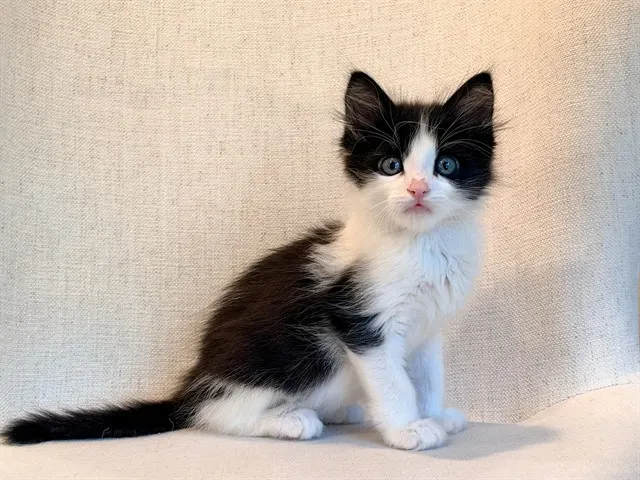 Olaf