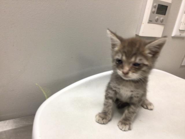 Adoptable Cat
