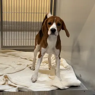 Adoptable Dog