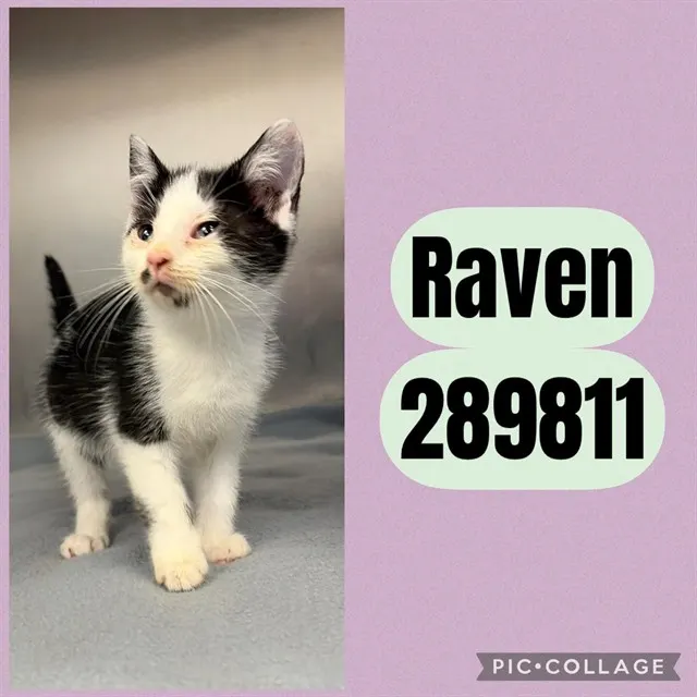 Raven