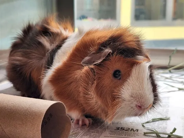 Flynn