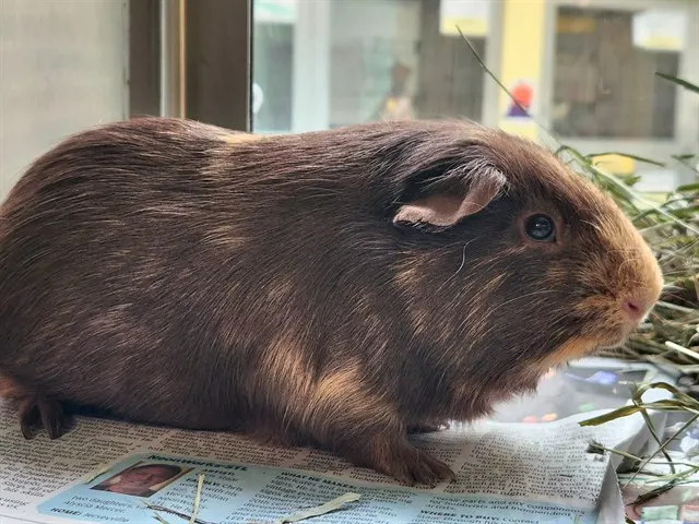 Percy