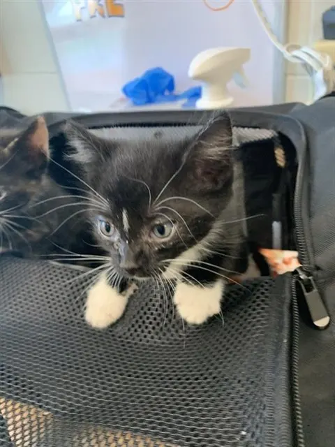 Adoptable Cat
