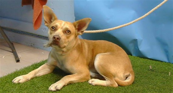 Adoptable Dog