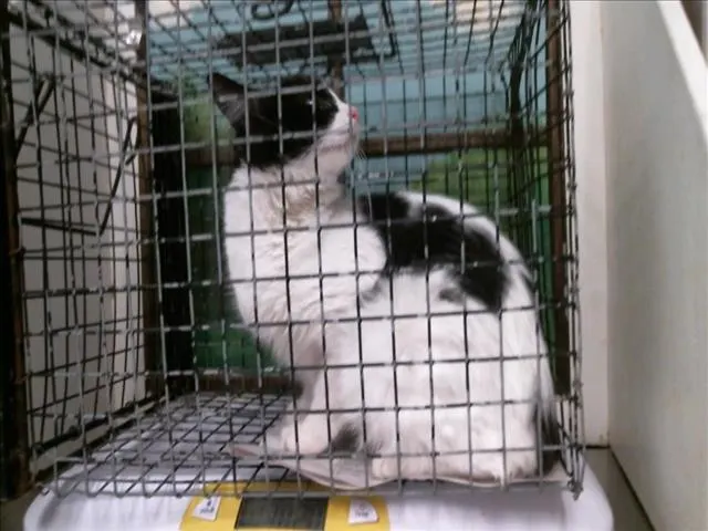 Adoptable Cat