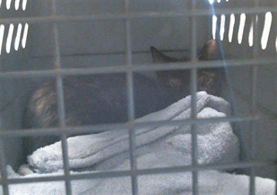 Adoptable Cat