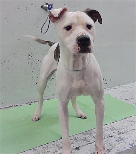 Adoptable Dog