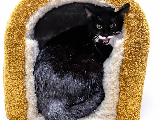 Stray Not Available