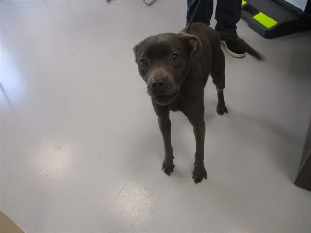 Adoptable Dog