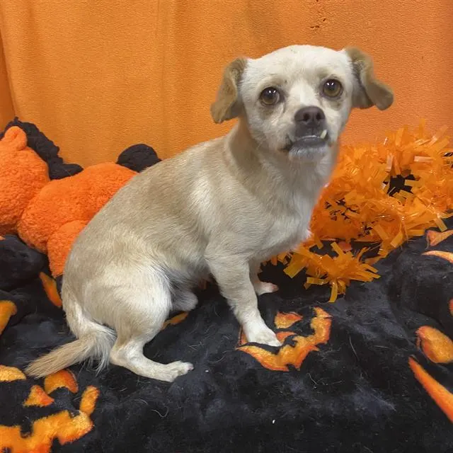 Adoptable Dog