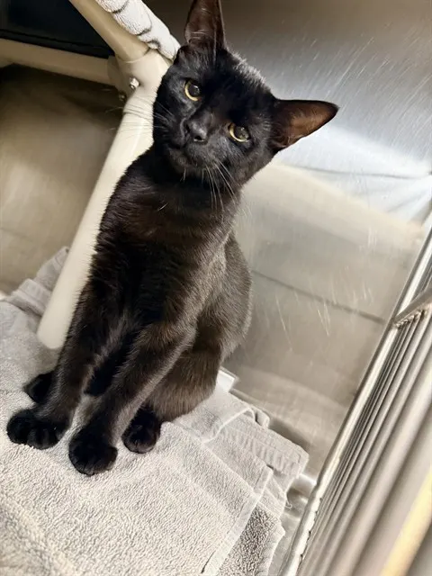 Sid