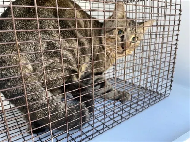 Adoptable Cat