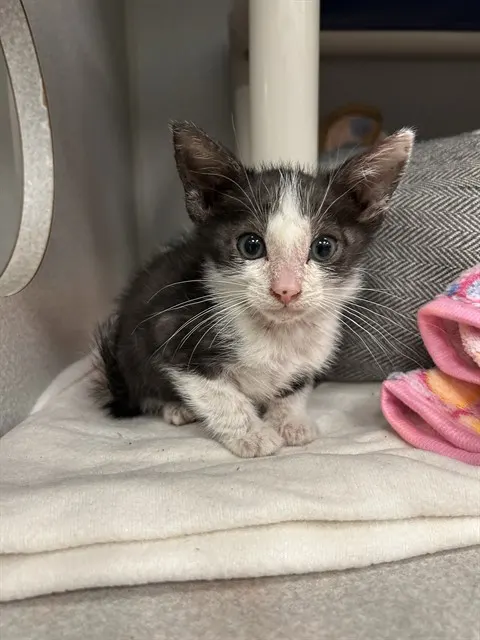 Coco