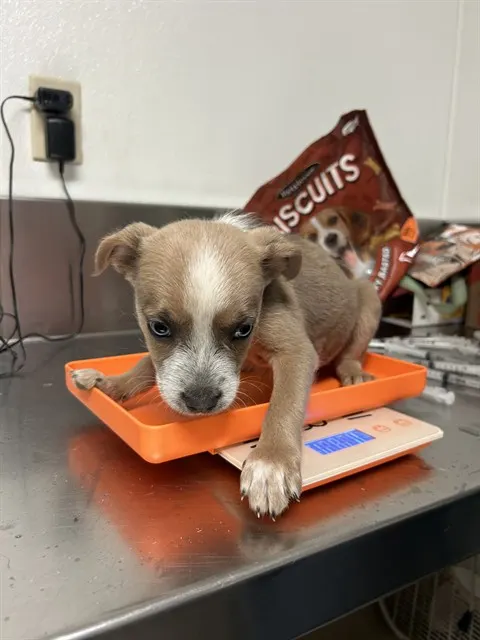 Adoptable Dog