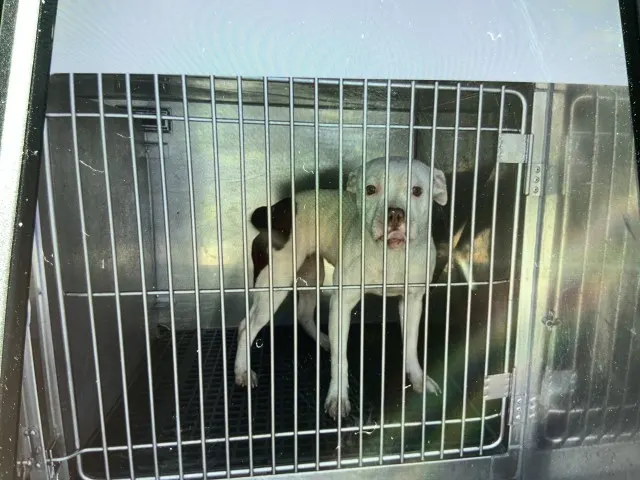Adoptable Dog