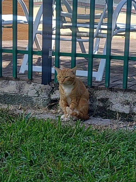 Adoptable Cat