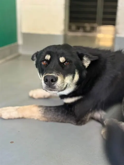 Adoptable Dog