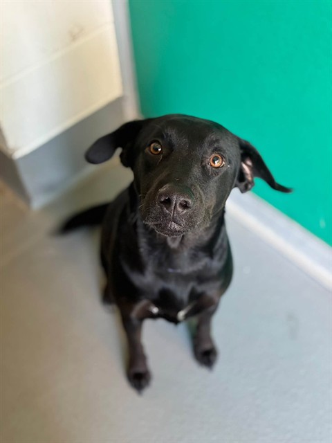 Adoptable Dog