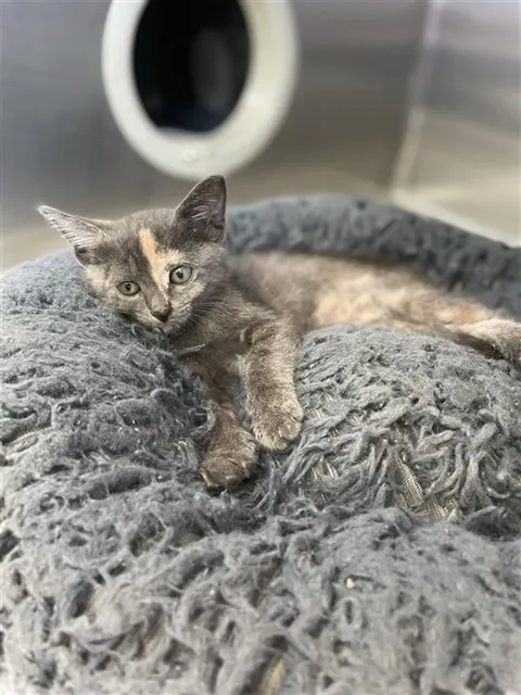 Catniss Everdean